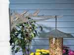 Whitehall Dragonfly Nature Hook